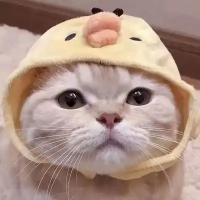 女生头像萌宠小狗情头