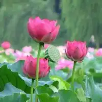 2019新版微信头像花朵中