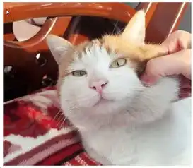  奇闻美女捡了只流浪猫,带回家经过洗礼之后,结果让她兴奋不已