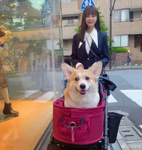  沈梦辰穿套装裙笑容甜美