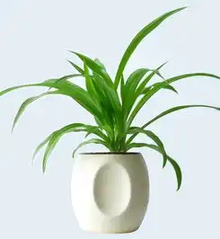  盆栽植物图片及名称