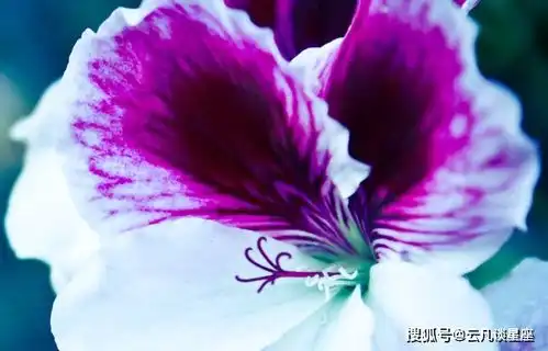 上有丈夫疼,下有孩子孝,钱财手中来幸福美满的三大生肖女