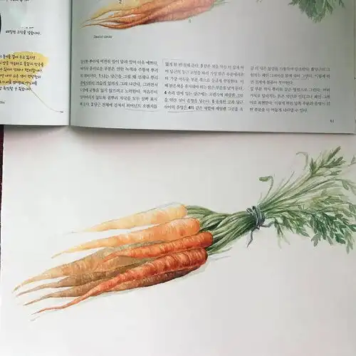  彩铅水彩植物水果