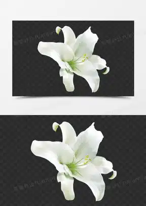  百合花图像微信头像大全