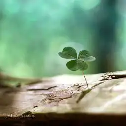  唯美的图片最好是四叶草和蒲公英的谢谢啦