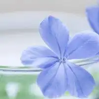  女人植物微信头像微信头像图片大全