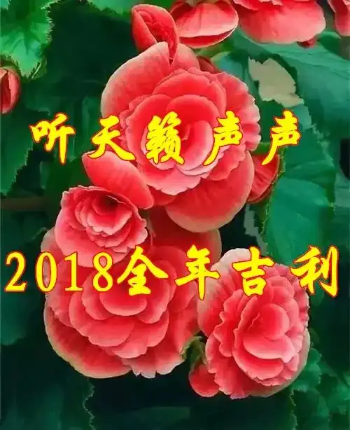  今日元旦祝福送上