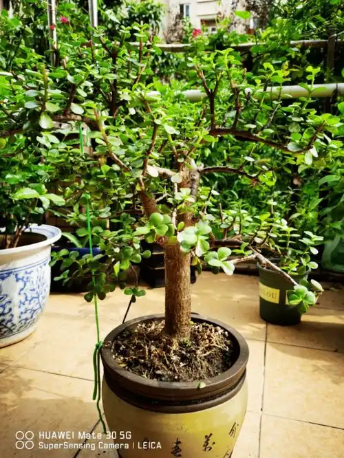 10种需要干养的花,不要灌着它们,不然全都烂根