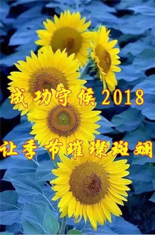  2017年的钟声已经敲响我把最真挚的祝福送给您