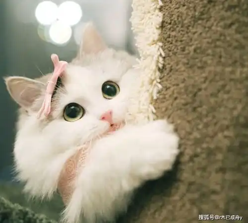  猫咪奶粉如何选好处都有哪些