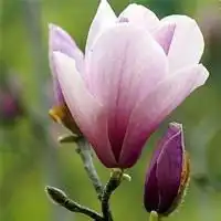  花草微信头像微信头像图片大全