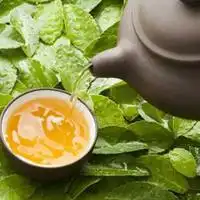  茶悟人生图片头像