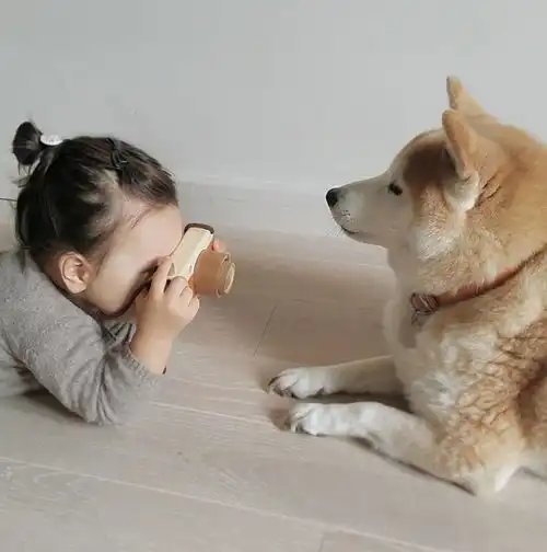  又暖又萌3岁混血小萝莉和一只胖柴犬的甜蜜日常