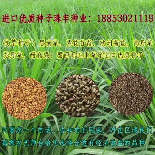  辽源进口牧草种子价格