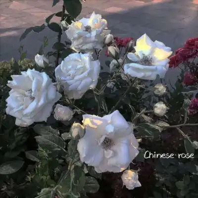  花图片头像微信高雅漂亮的微信头像图片花