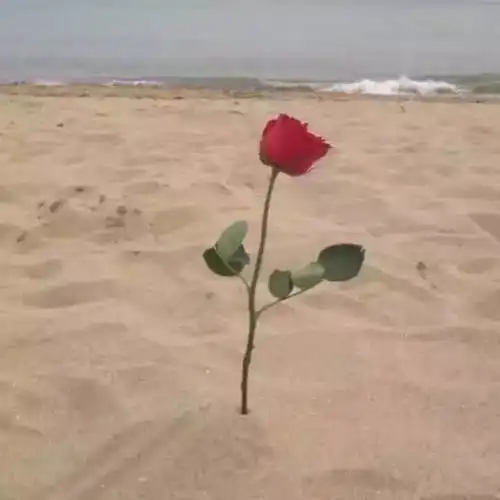 微信头像图片风景抖音