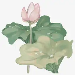  自然绿色植物插画荷花装饰png图片素材其他格式下载装饰图案大全