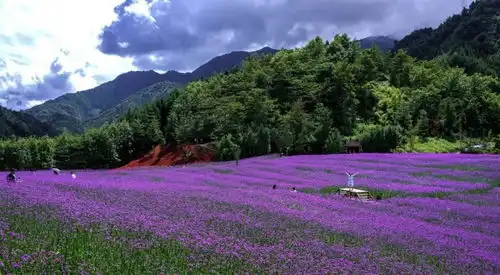  送票啦遇见鱼凫香山,遇见一场山水与花的邂逅