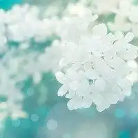  头像花朵唯美清新可爱微信头像图片大全