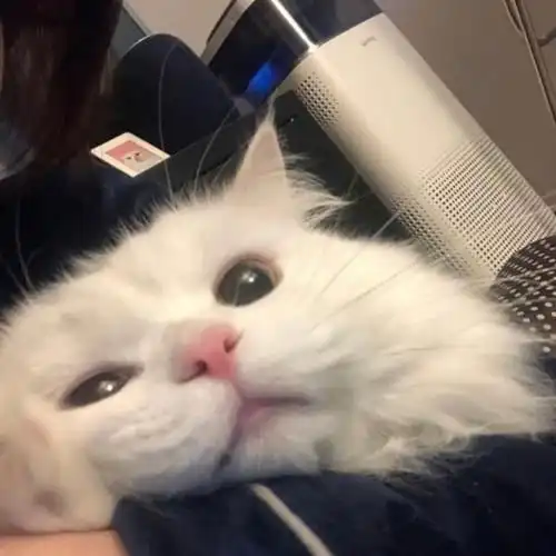  白猫头像image萌宠萌萌哒