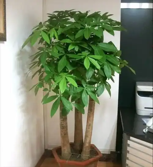 带发财树的微信头像