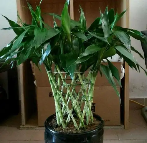  适合室内养的几种植物,不仅好养漂亮,而且寓意好