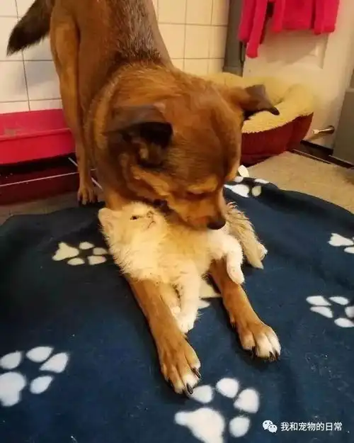  带狗狗出去遛弯,万万没想到它竟捡回一窝小奶猫,主动当爸爸