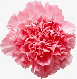  鲜花psd鲜花边框粉色花朵png图片素材免费下载边框png27462835像素熊猫办公