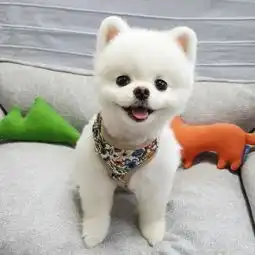  女生,喜欢的幼犬,有哪些