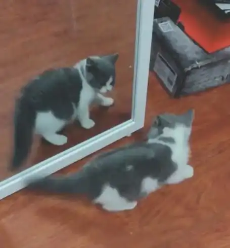 闺蜜双人头像猫咪刚买