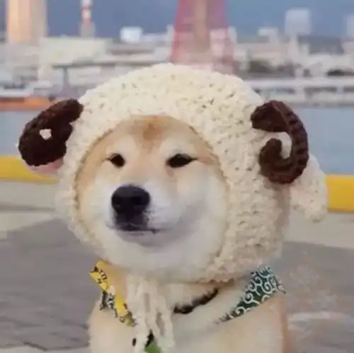 抖音二哈指人头像