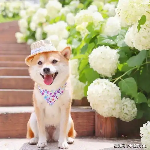  触动心灵的人生感悟句子,每一句都充满智慧