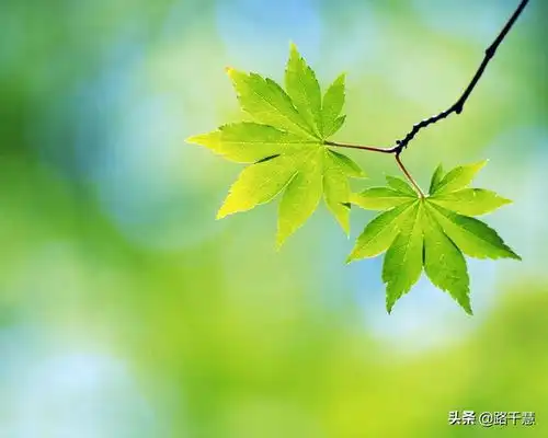 微信头像图片风景兄弟