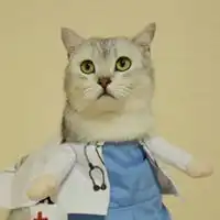  圣诞猫咪情头一左一右图片可爱戴圣诞帽猫咪头像