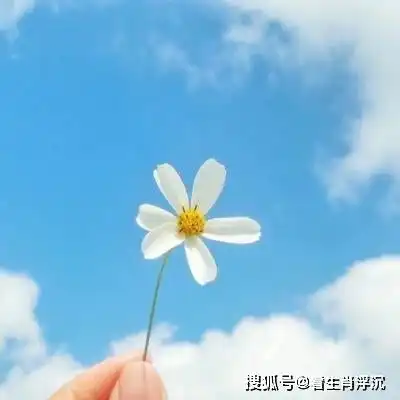 属猪微信头像好运风景