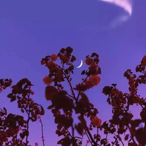  那些互相救赎彼此的温柔情绪文案