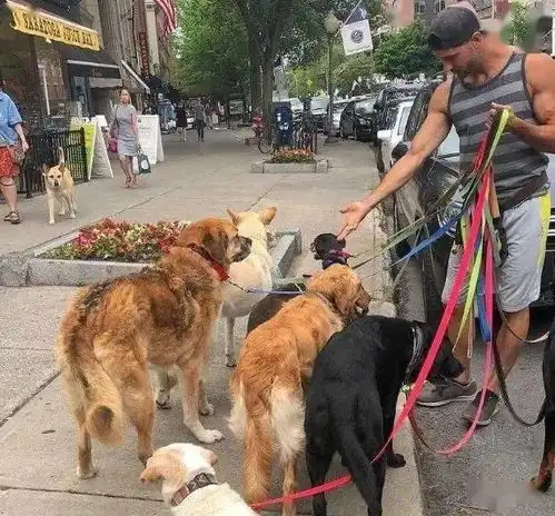  德国计划出台一项养宠新法规,引发热议
