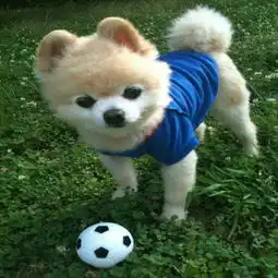  谁知道这是什么犬啊