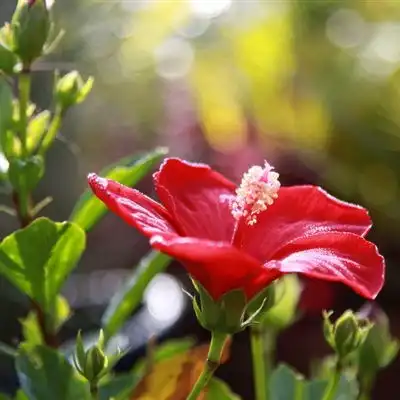  芙蓉花微信头像图片送给酷爱花朵的朋友们