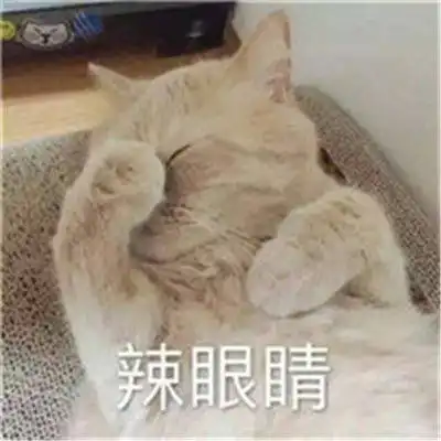  最火动物搞怪情侣头像一左一右狗狗和猫咪