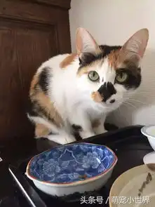  小白猫刚到新家大黄猫马上抱紧处理,霸气的一见钟情之举萌翻全网