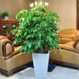  新年新气象2018新年扶元教你点缀居家植物旺风水