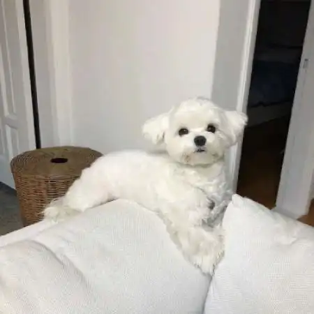  可爱小狗小猫头像,希望这些宠物给你带来快乐