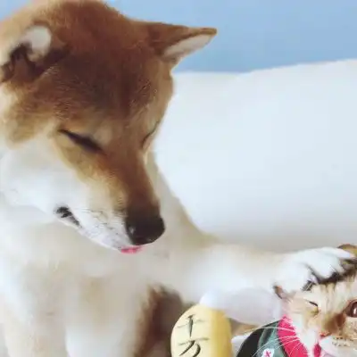 亲子头像母子一左一右柴