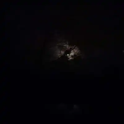  植物头像超漂亮的花草风景图片