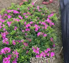  黄页88高清图片