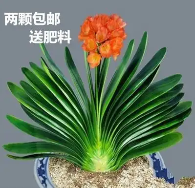  可能没人知道,家里养几盆盆栽,对家人身体越来越好