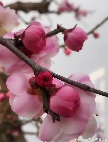  美翻了成都早春赏花地图收好,周末走起