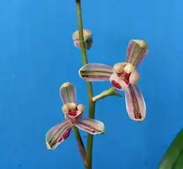  兰花与阳光之间的关系