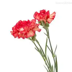  如果,妈妈是一朵花